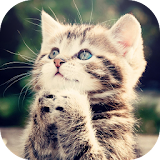 Cats Wallpapers 2015 icon
