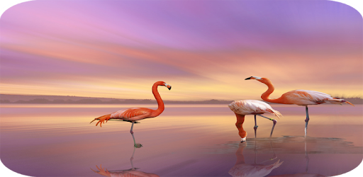 Flamingo Wallpaper 4k Latest On Windows Pc Download Free 1 011 Com Flamingo Wallpaper Flamingobestwallpaper