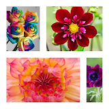 Exotic Flowers Wallpaper icon