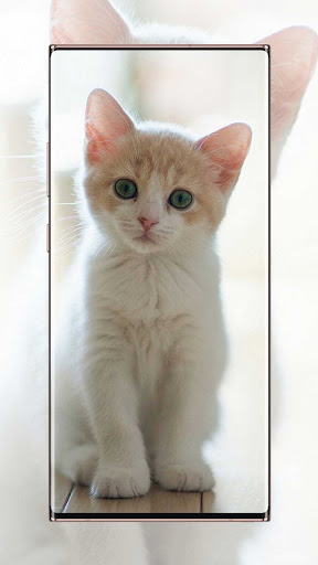 Android application Cat Wallpaper screenshort