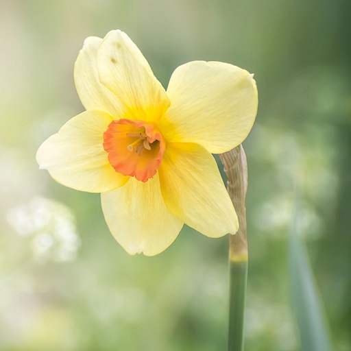 Daffodils Wallpaper HD logo