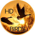 Cover Image of Télécharger Wallpaper of birds  APK