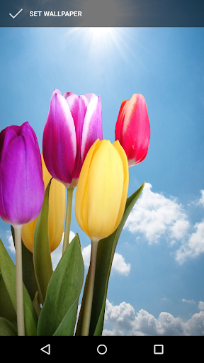 Android application Tulip Wallpapers screenshort