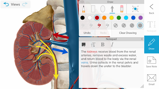 Human Anatomy Atlas 2021: Complete 3D Human Body + FREE APK 4