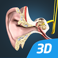 Ухо, слуховой процесс, интерактивное 3D ВР