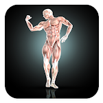 Ultimate Body Workout Guide Apk