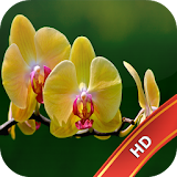 Orchid Live Wallpaper icon