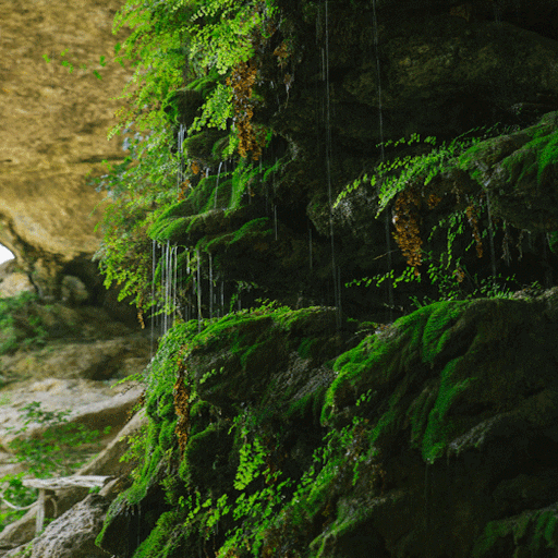 Rainy Plants Live Wallpaper