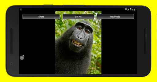 Animal Funny Wallpapers HD