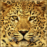 Gepard Live Wallpaper icon