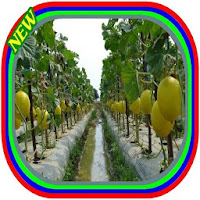Cultivating various agricultural fruits