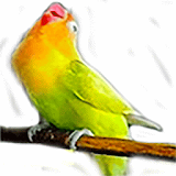 Masteran suara burung Lovebird icon