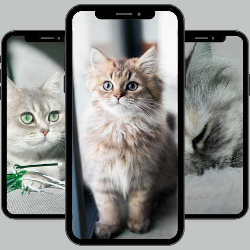 Cute cats wallpaper HD Auf Windows herunterladen