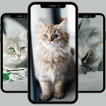Cover Image of Herunterladen Cute cats wallpaper HD  APK