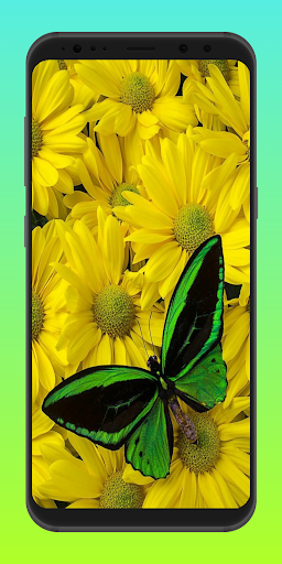 Green Butterfly Wallpaper