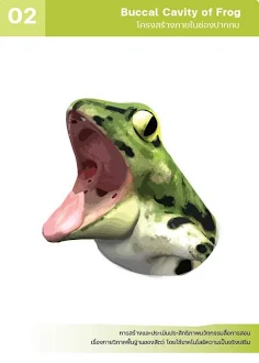 Anatomy Frog - Screenshot 1