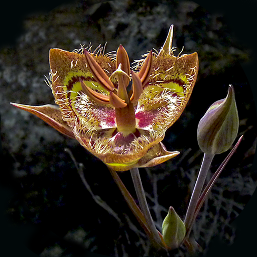 San Francisco Bay Wildflowers logo