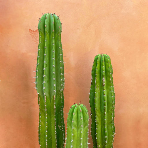 رواية صدى الذكريات