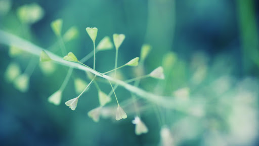 Macro Live Wallpaper  backgrounds hd