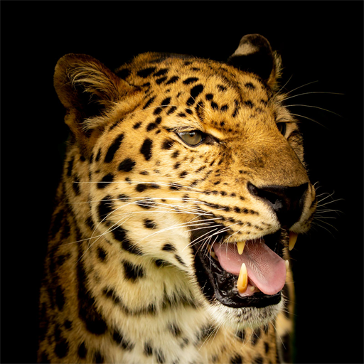 Leopard Wallpapers - HD