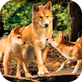Dingo Dog Survival Simulator icon