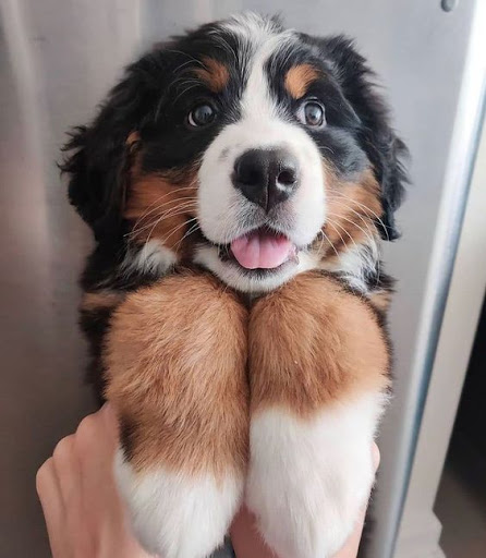 Bernese Mountain Dog Wallpaper Screen 3