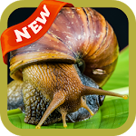 Cover Image of Download Snail Wallpaper  APK