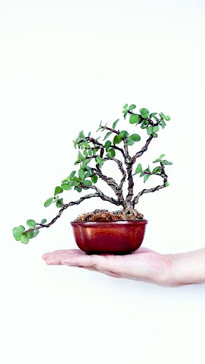 Bonsai Care Bend Guide Screen 3
