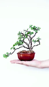 دليل Bonsai Care Bend