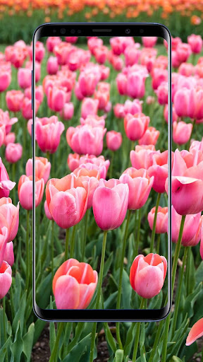 Tulips Flower Wallpapers