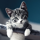 Cute and funny cats icon