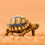 Cover Image of Download Tortoises Wallpaper  APK