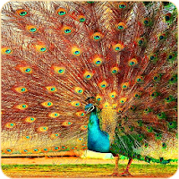 Peacock Wallpapers