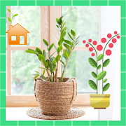 Beautiful House plants | indoor House plants