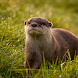 Otter UHD Wallpapers - Androidアプリ