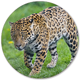 Jaguar Wallpapers icon