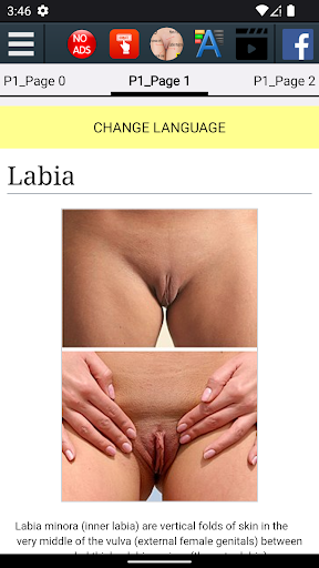 Labia Anatomy