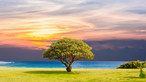 Nature Sounds - Relaxing music