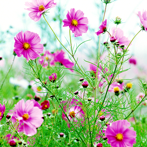 Sweet Flowers Live Wallpaper logo