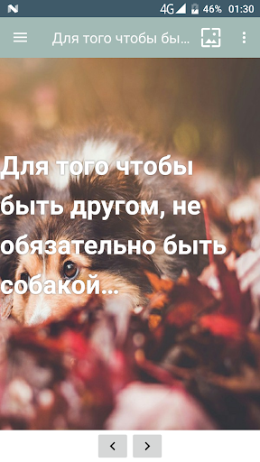 Беллы Цитаты и фразы