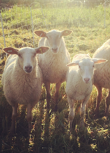 Android application Sheep sounds screenshort