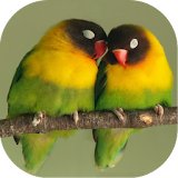 Cara Ternak Lovebird + Kicau Masteran Offline icon