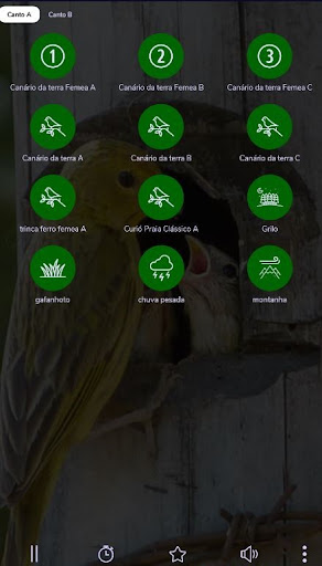 canto canário da terra fêmea