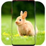Cover Image of Télécharger Rabbit Wallpaper HD 1.03 APK