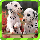 Puppy Games - Spot Differences icon