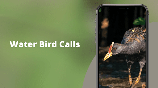 Watercock Sounds Screenshot 2 - AppWisp.com