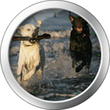 Labrador Theme icon