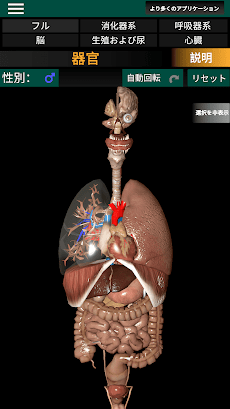 3D内臓（解剖学）のおすすめ画像1