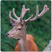 Claim called roe Deer
