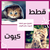صور قطط كيوت بكل الانواع icon